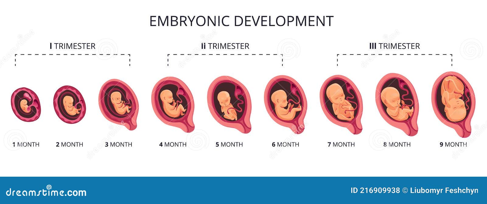 Embri N Mes Etapa Crecimiento Desarrollo Fetal Vector Plano Infograf A