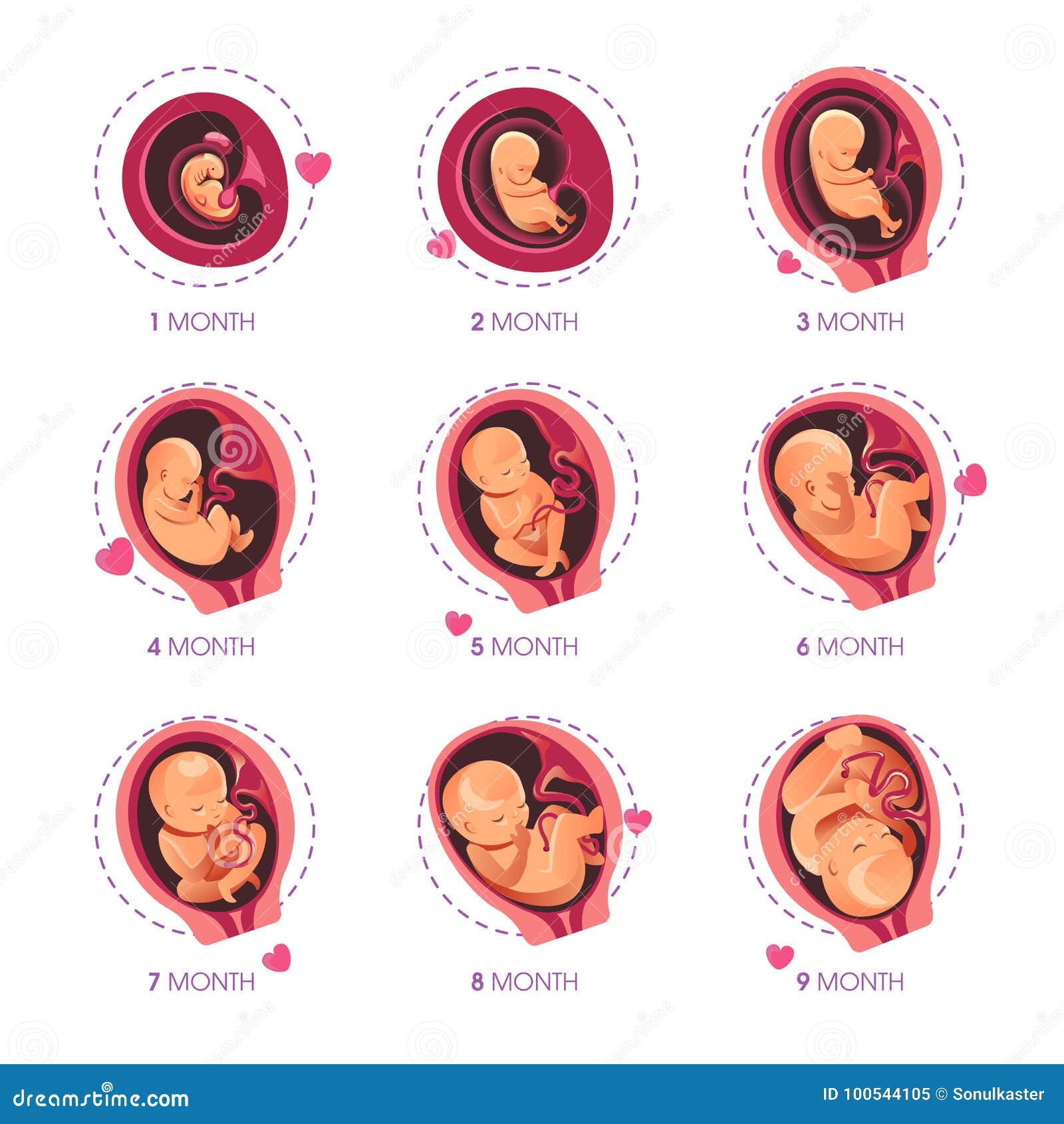 embryo month stage growth pregnancy fetal development  flat infographic icons