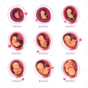 Embryo Month Stage Growth Pregnancy Fetal Development Vector Flat ...