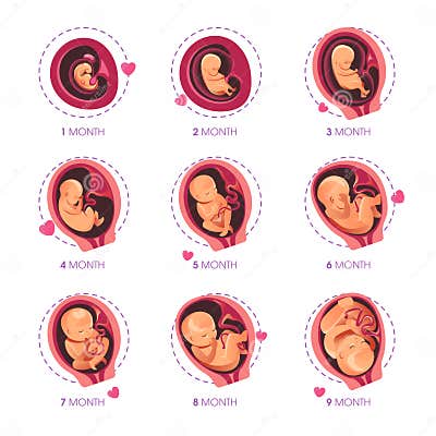 Embryo Month Stage Growth Pregnancy Fetal Development Vector Flat ...