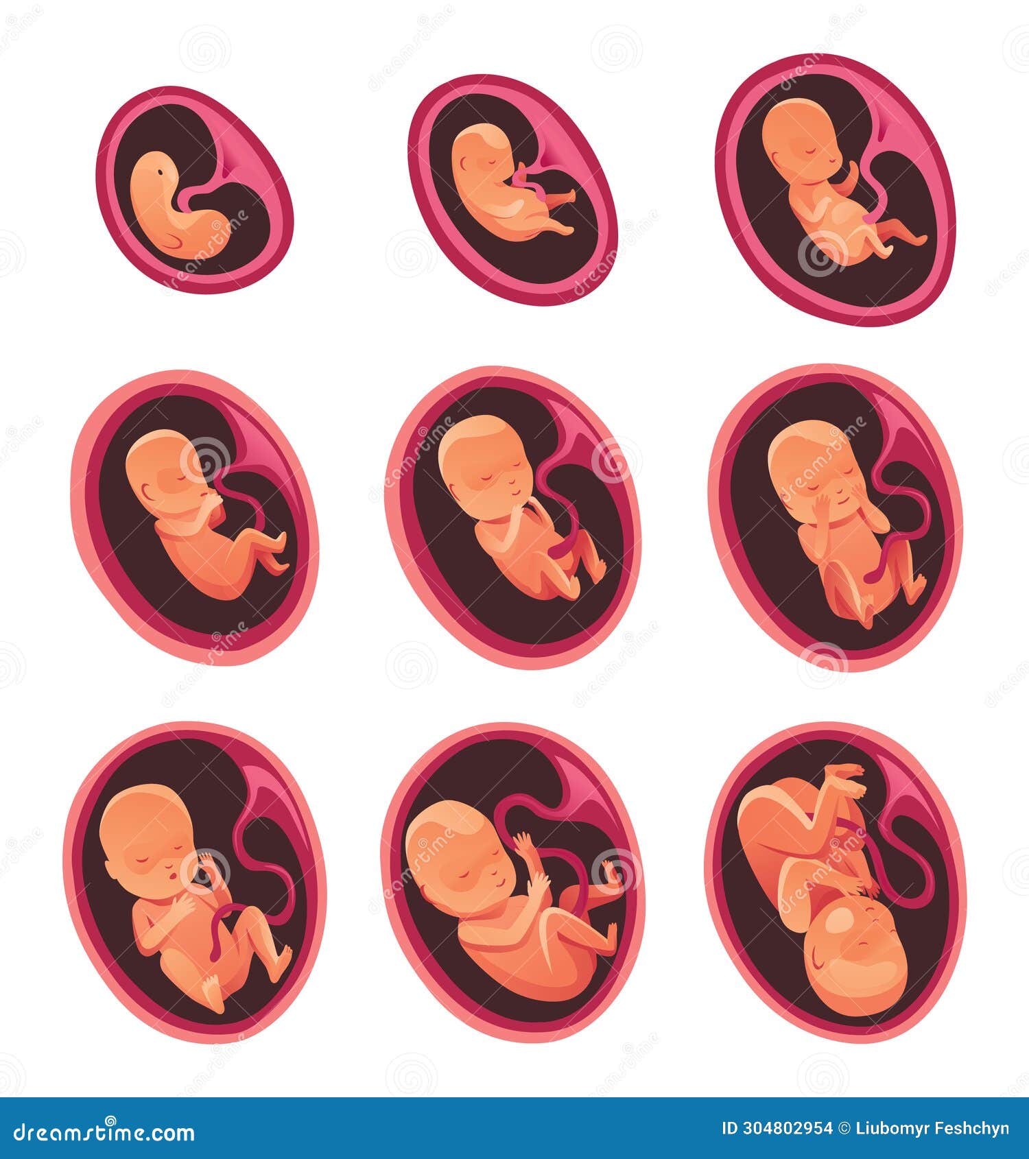 Embryo Month Stage Growth, Fetal Development Vector Flat Infographic ...