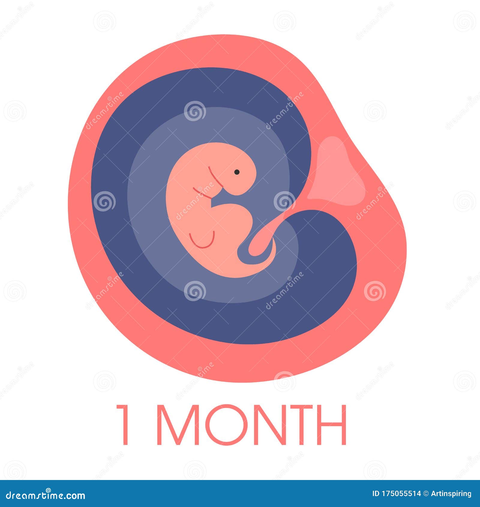 Embryo In Womb First Month. Fetal Development And Growth ...