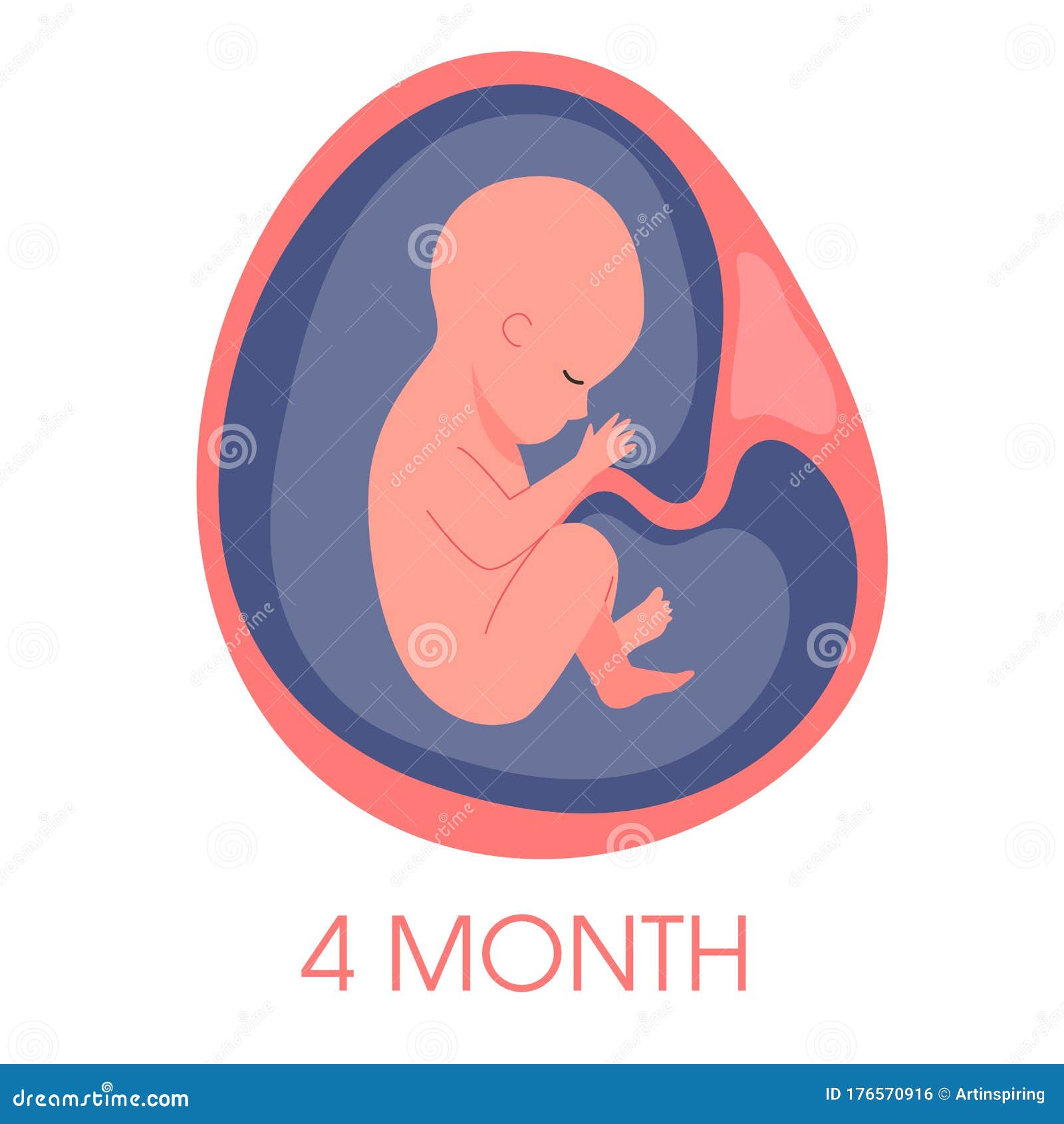 Fourth Month Baby Development In Womb