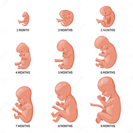 Embryo in the Womb, Set. Development and Growth of the Fetus at ...