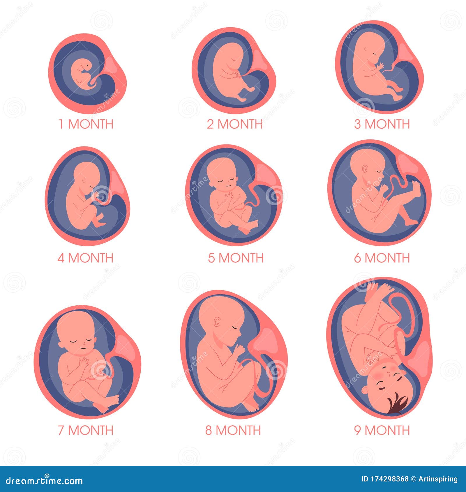 Stages Of Fetal Development Images