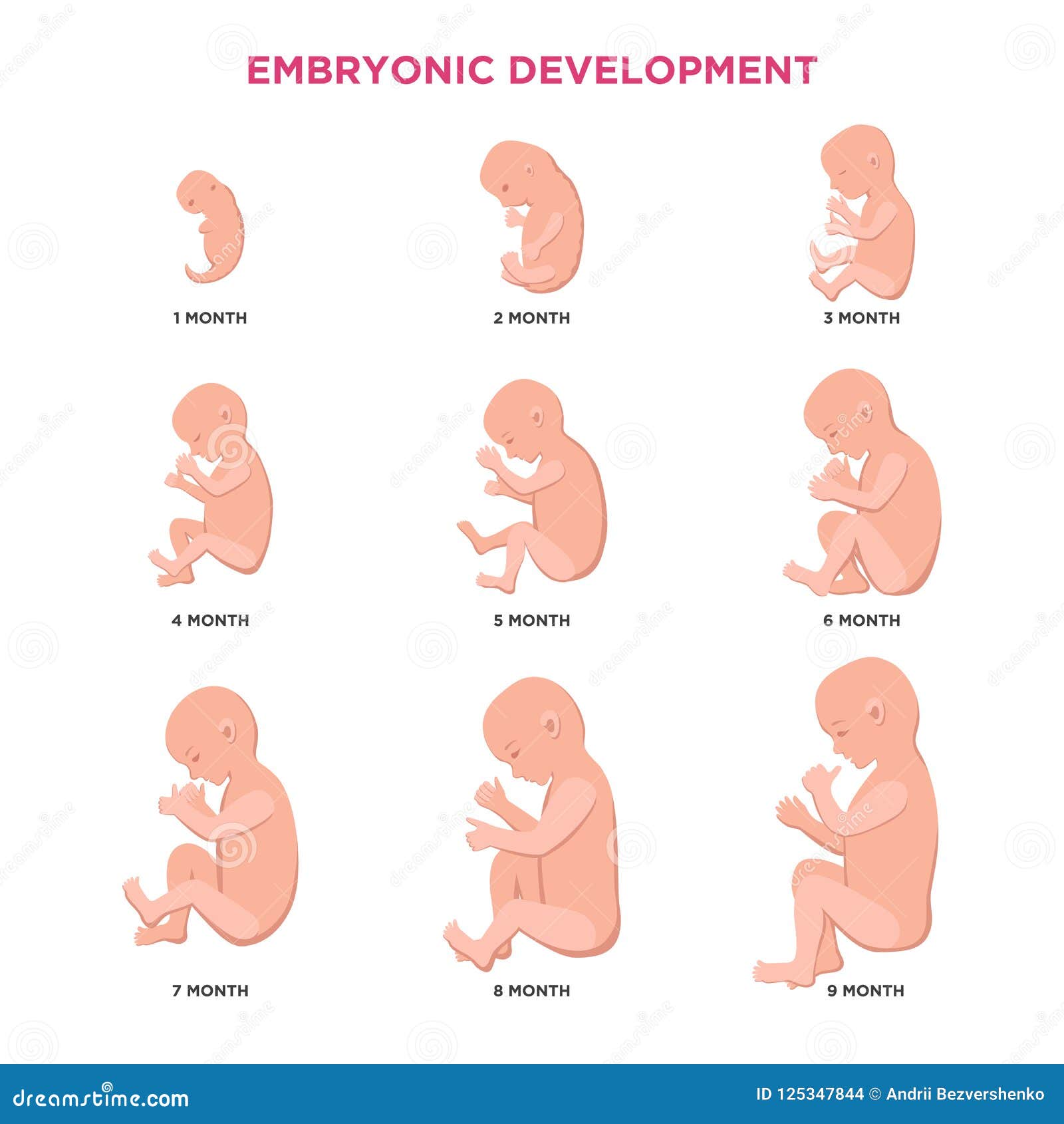 7 month baby cycle