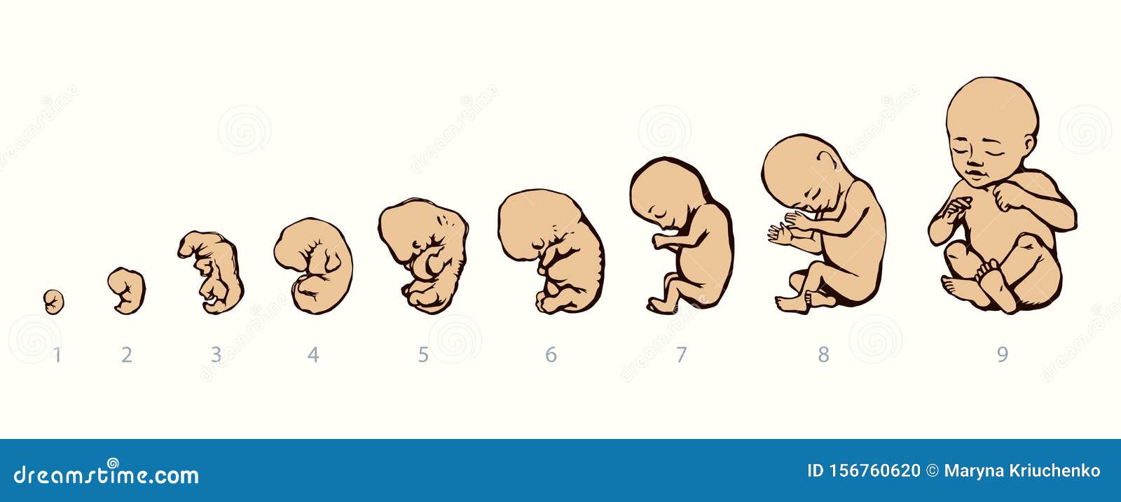 The Development Of The Fetus Of The Child. Vector Drawing ...