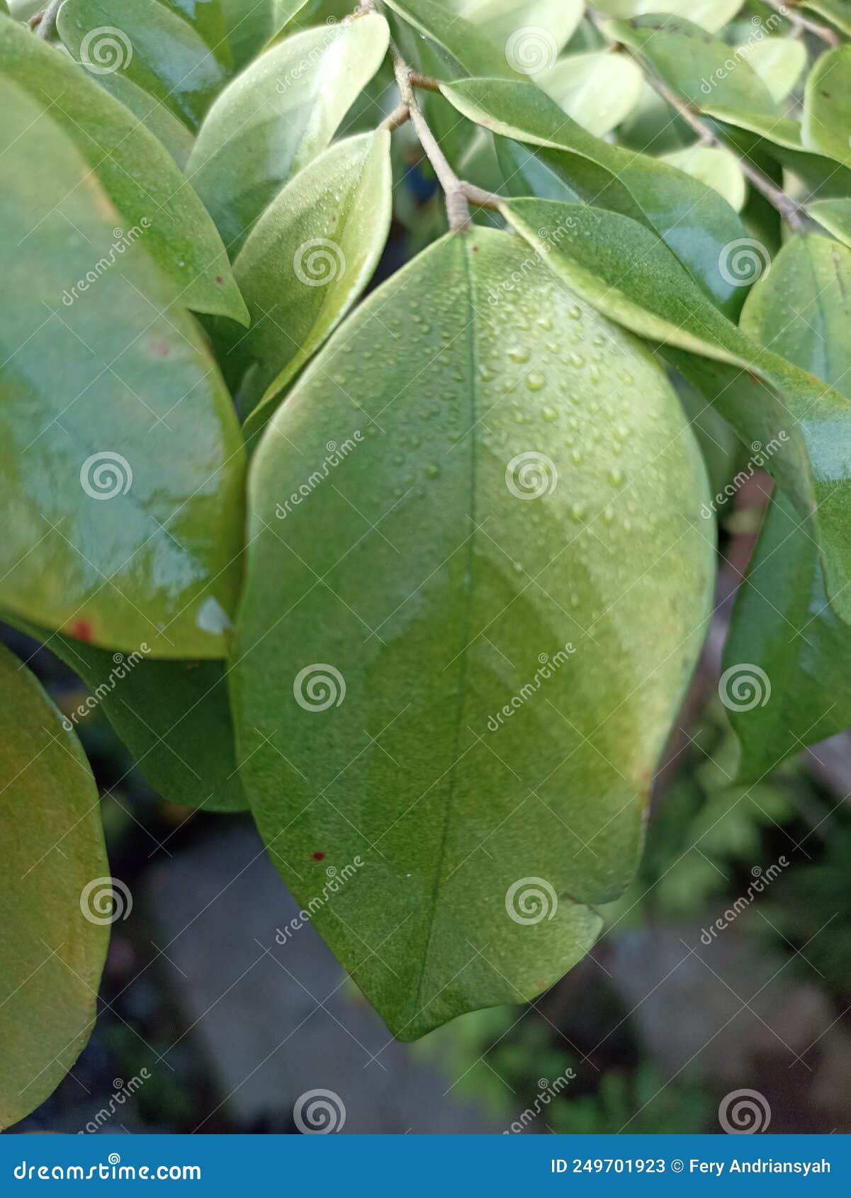 embun above green leafes of starfruit.