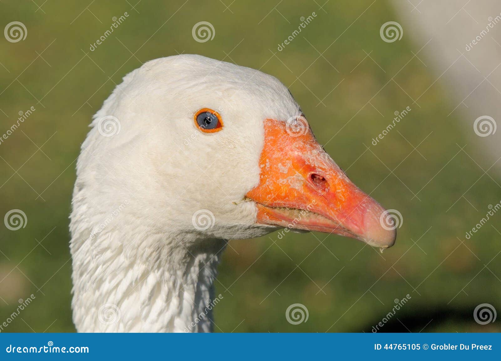 emden goose