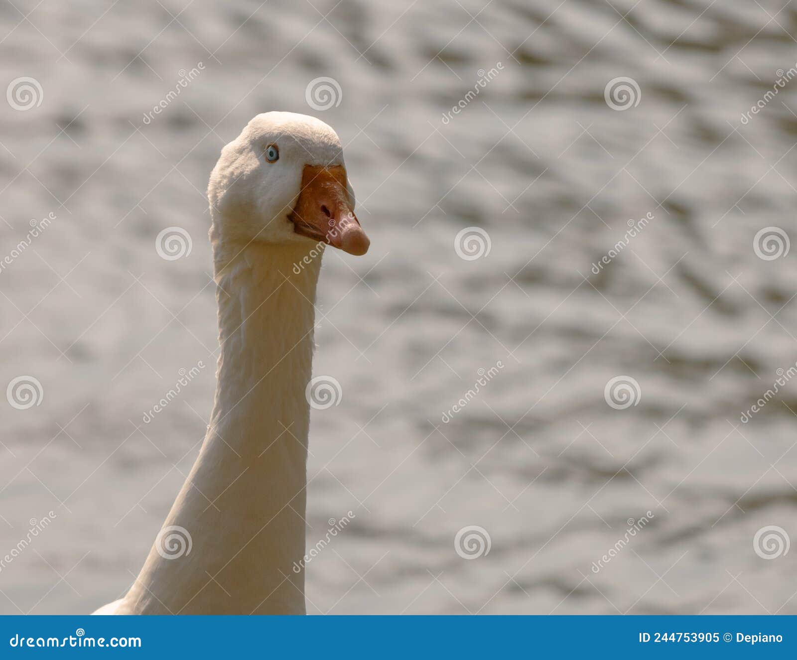 emden goose on a sunny day. portrait of domestic white goose