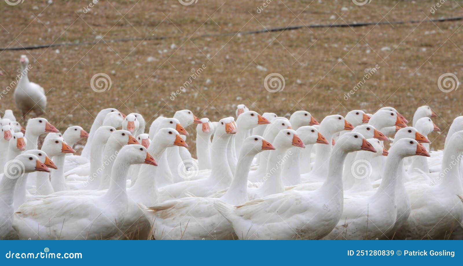emden geese on commercial goose farm.