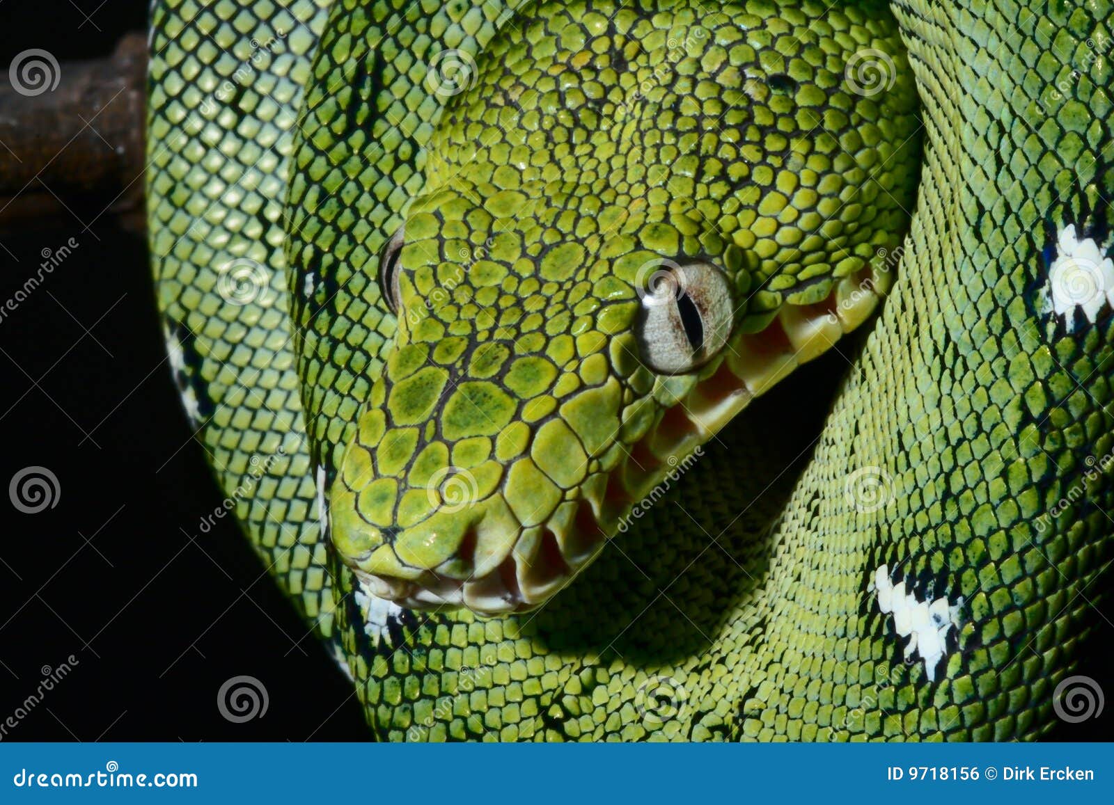 Emerald Boa Green Constrictor Snake Wild Animal Stock Photo - Image of pattern, head ...1300 x 957