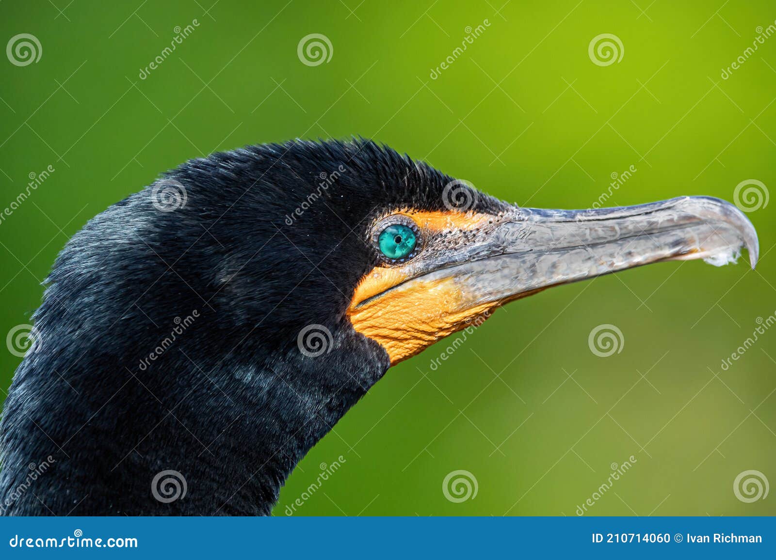 emerald eyes - double-crested cormorant