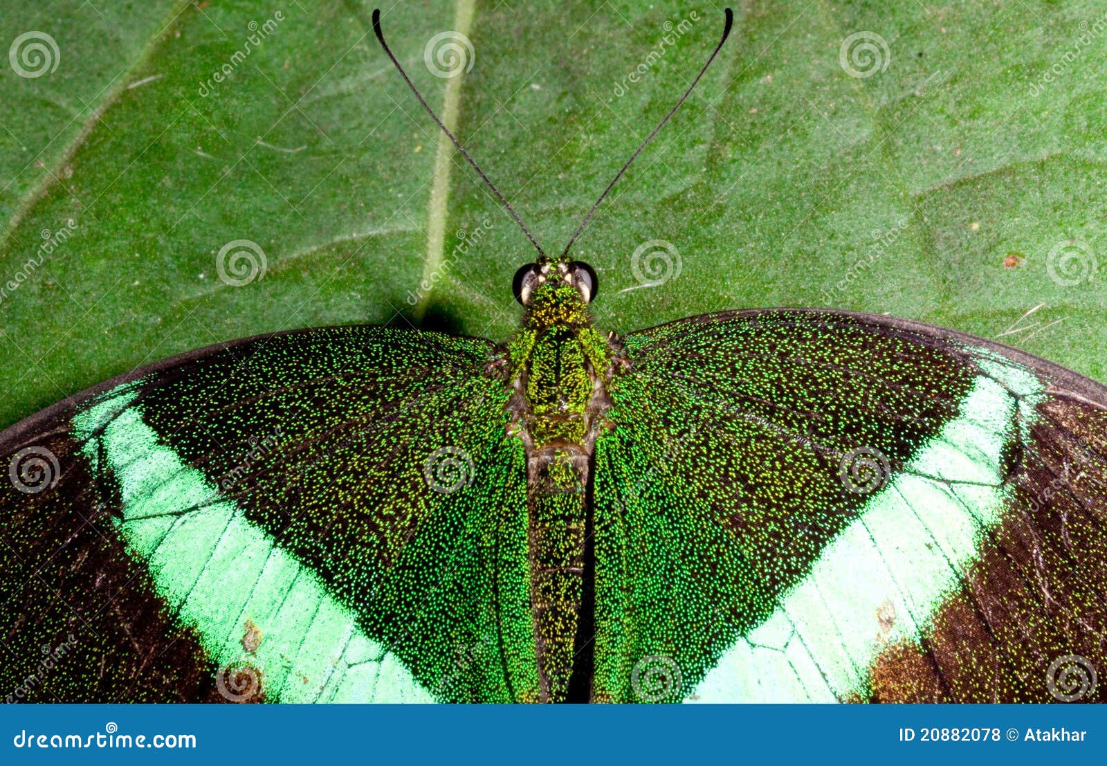 Emerald Green Swallowtail Butterfly Stock Photo Image of stunning