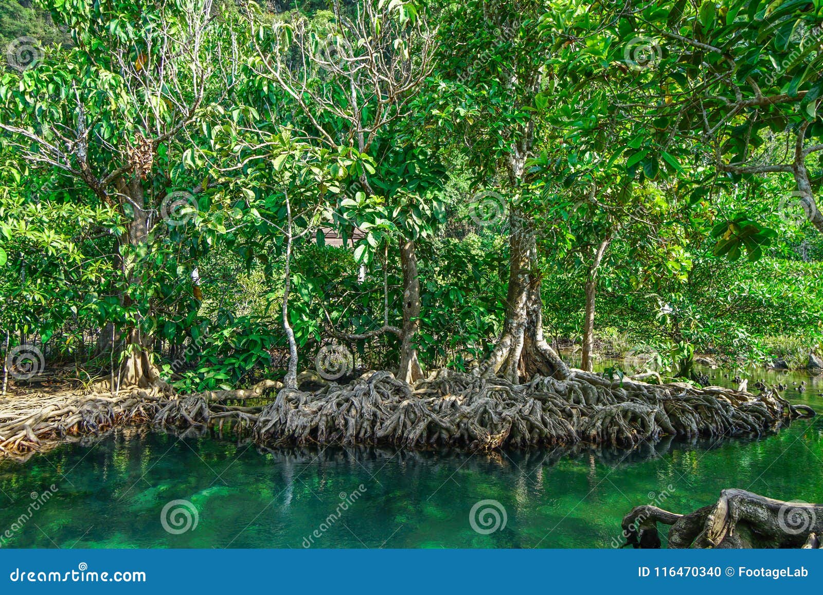 Pool and Mangrove Forest Pa Phru Tha Pom Khlong Song Nam Krabi Province, Thailand Stock Photo - of pool, emerald: 116470340
