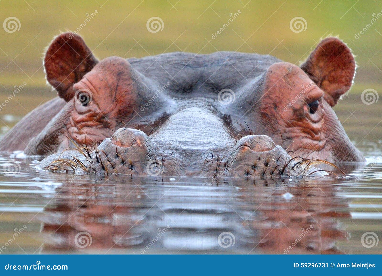 hippopotamus (hippopotamus amphibius)