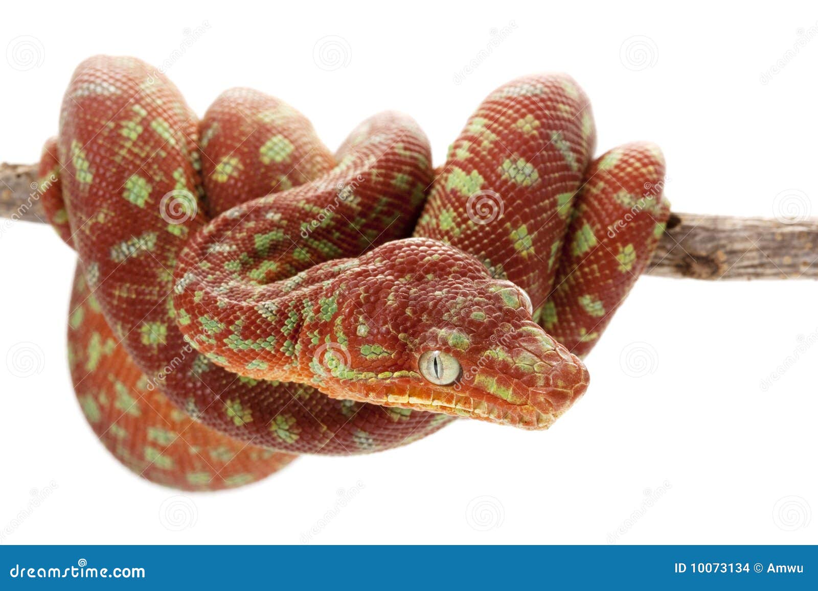 Emerald Tree Boa - Reptiles For Sale