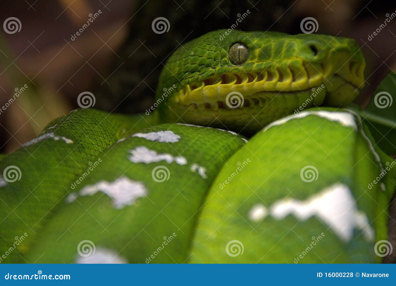 Emerald tree boa snake stock photo. Image of nature, details - 160002281300 x 956