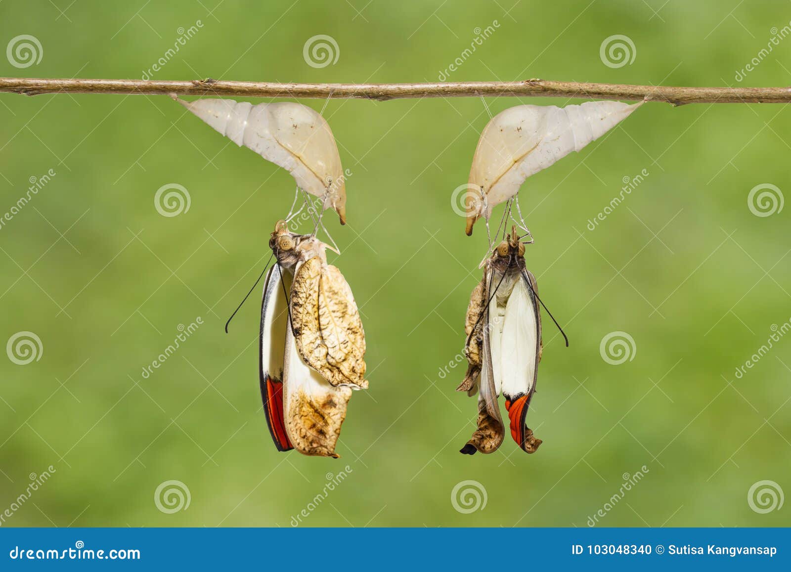 emerged great orange tip butterfly anthocharis cardamines fr
