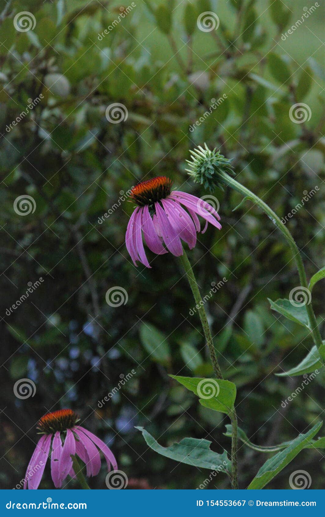 emergent purple cone flower