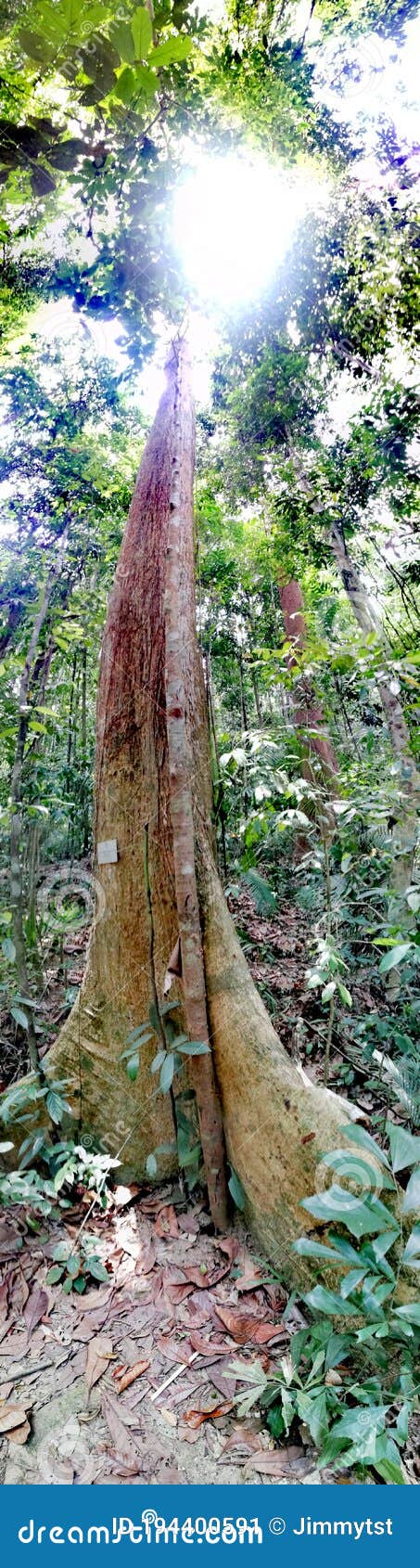 emergent tree in tropical rainforest