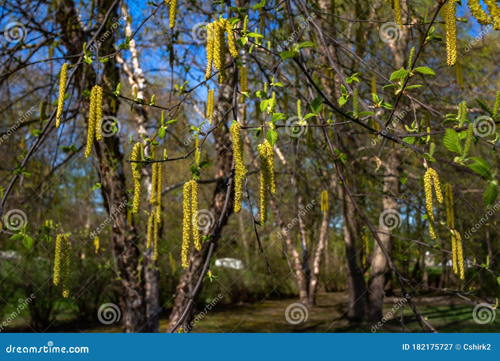 emerging bright yellow catkins on a river birch tree