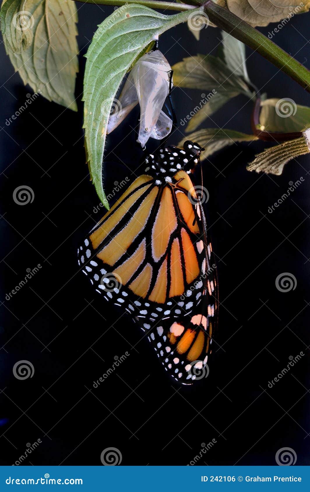 emerging monarch