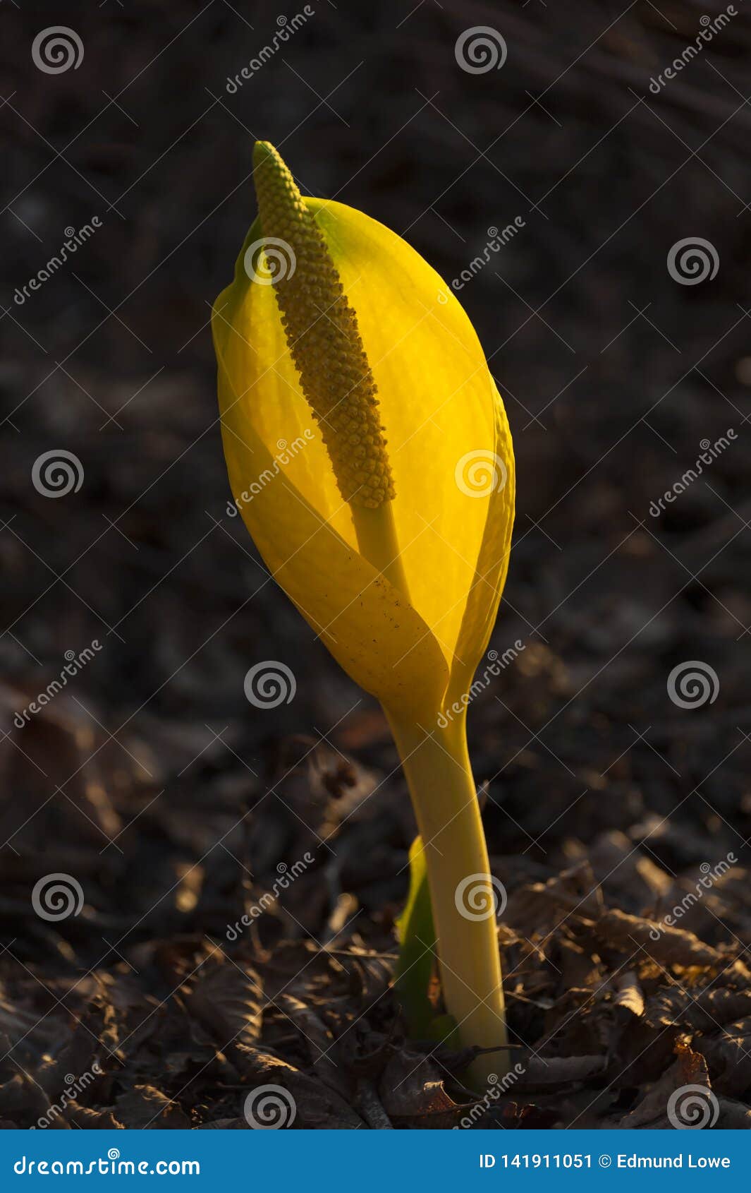 Emerging Skunk Cabbage is a Sure Sign of Spring. Stock Image - Image of ...