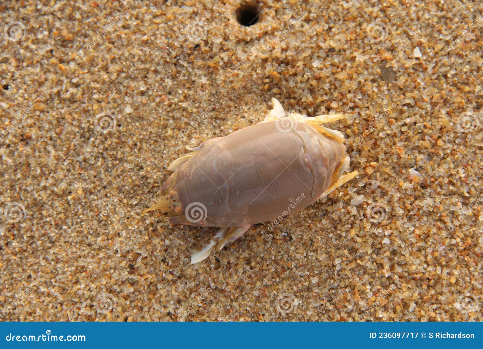 Sand crab at Muttukadu stock image. Image of small, feeding