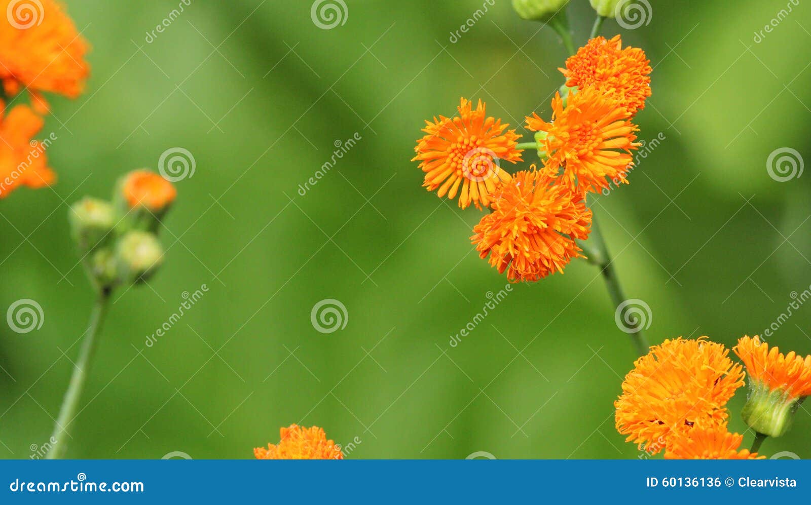 emilia javanica or irish poet. orange flowers.
