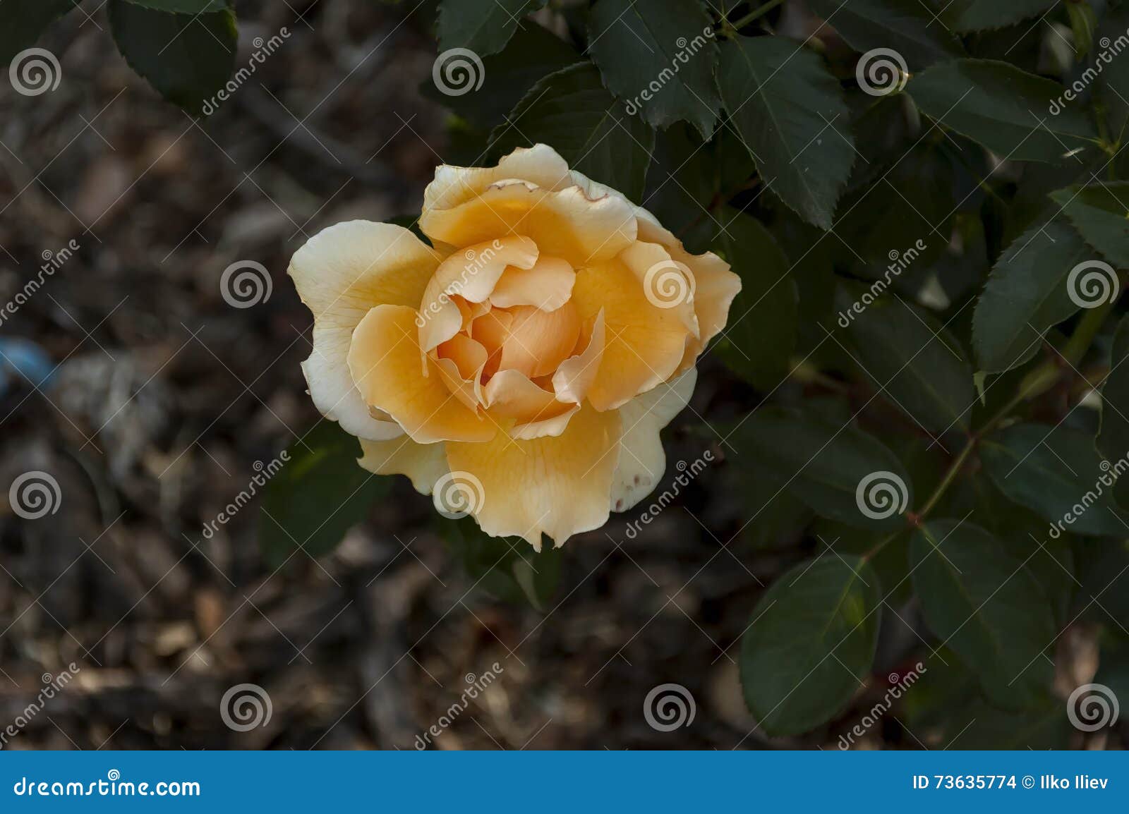 emmarentia botanical garden - rose flowers