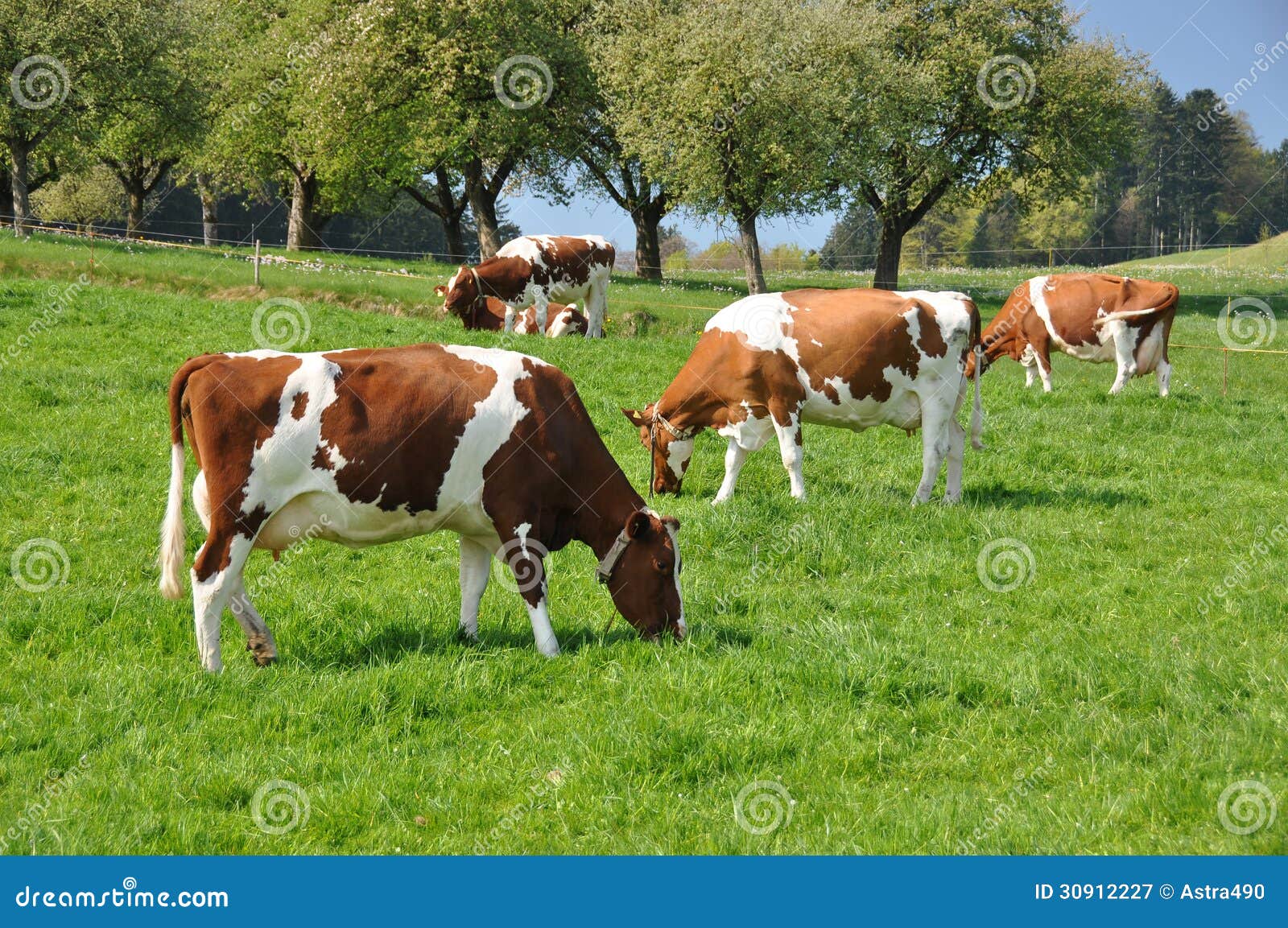 Emmental Region, Switzerland Stock Image Image of herd, green 30912227