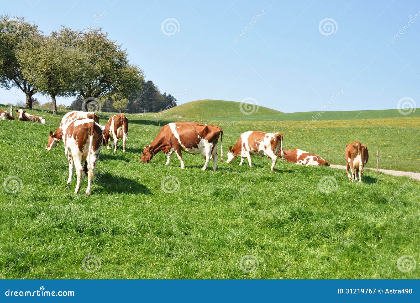 Emmental Region, Switzerland Stock Image Image of country, flower