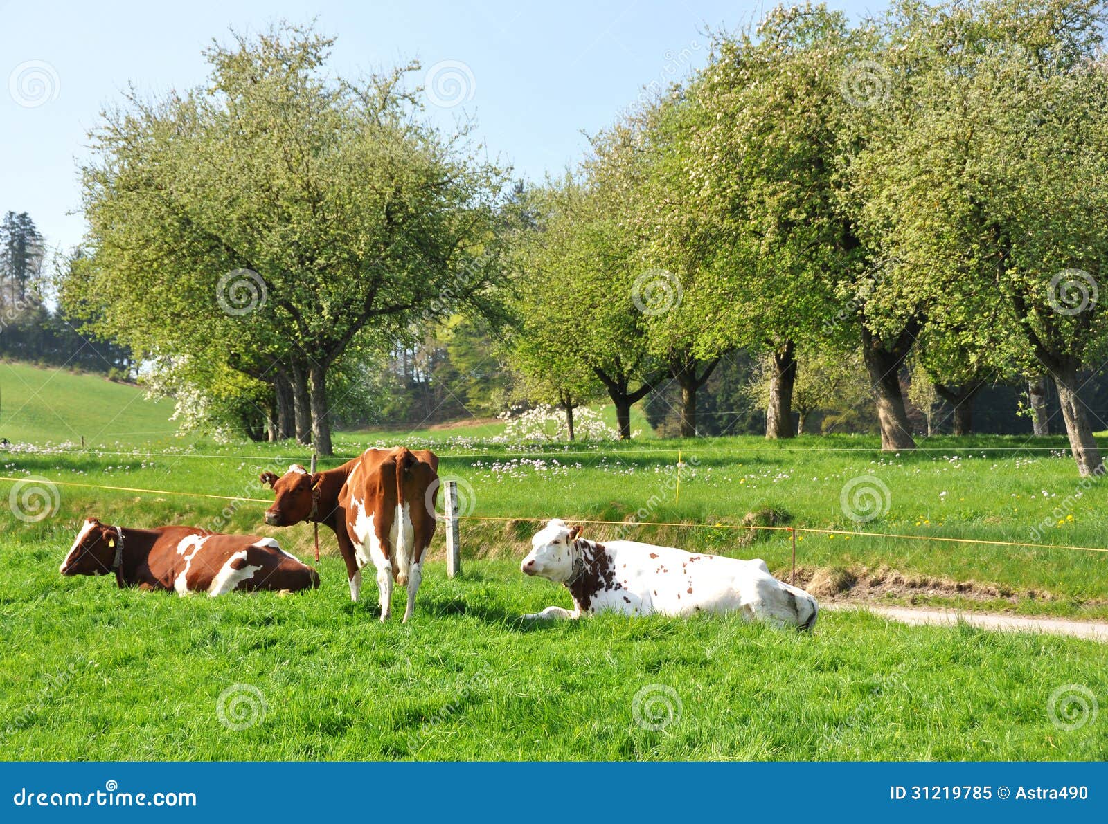 Emmental Region, Switzerland Stock Image Image of alpine, drove 31219785