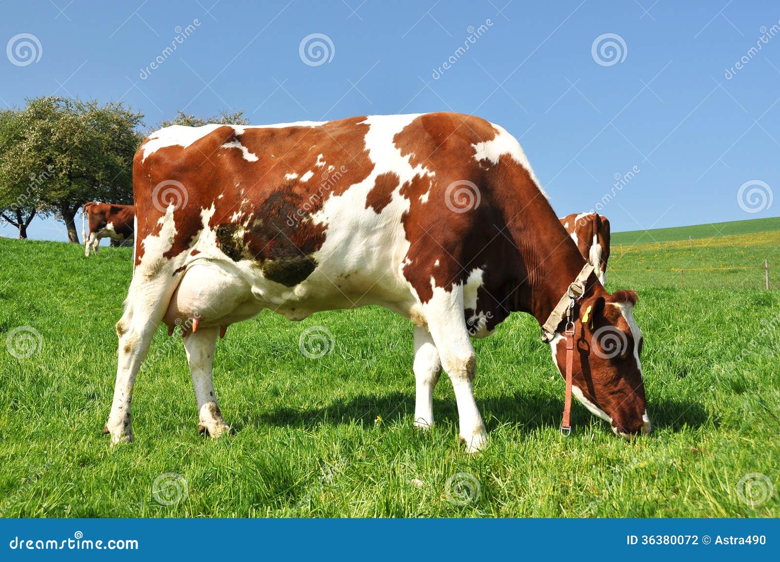 Emmental Region, Switzerland Stock Photo Image of drove, country