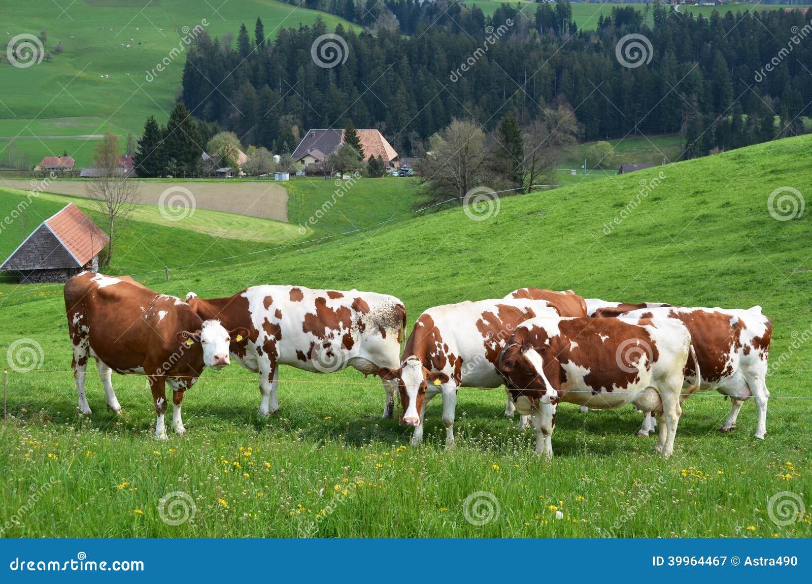 Emmental Region, Switzerland Stock Image Image of hillside, hill