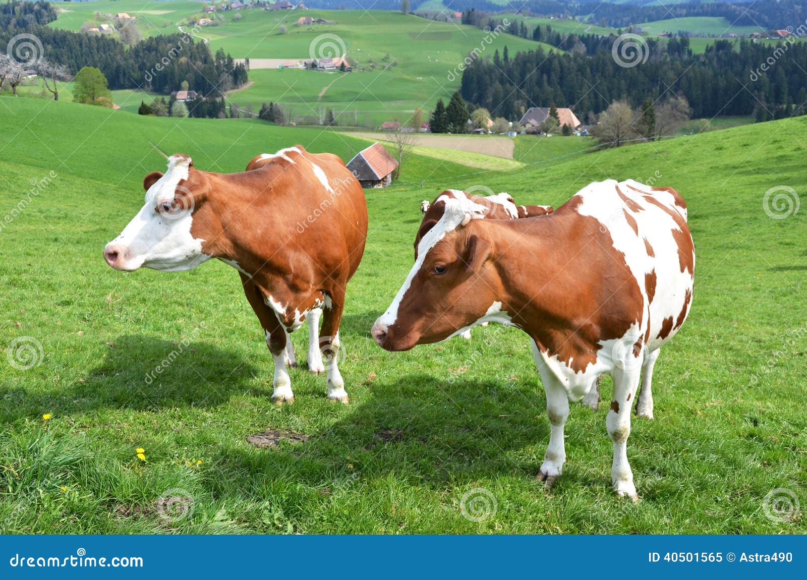 Emmental Region, Switzerland Stock Image Image of dairy, bent 40501565