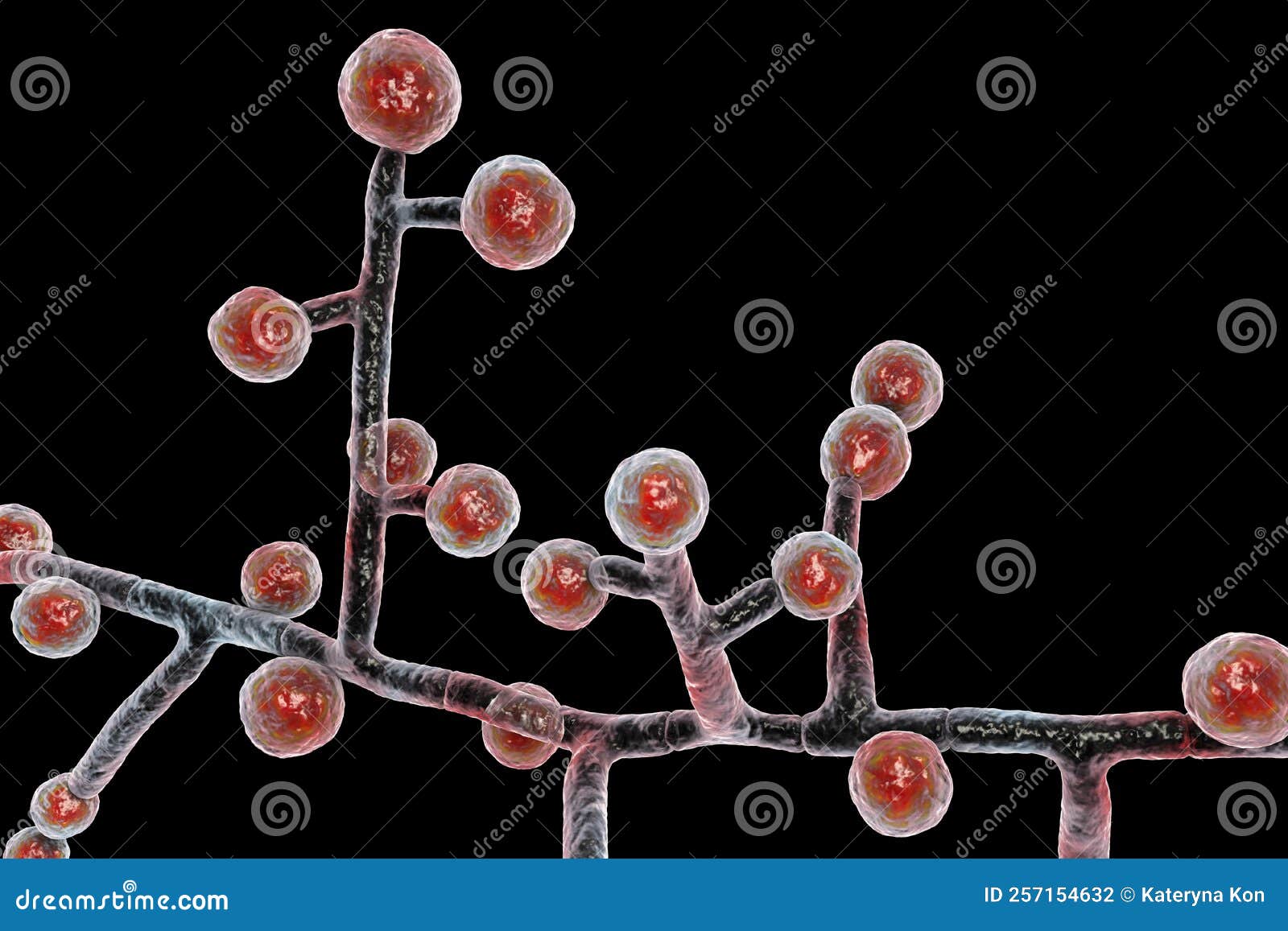 Emmonsia Microscopic Pathogenic Fungi, 3D Illustration Stock Illustration - Illustration of disseminated, conidium: 257154632 Emmonsia Microscopic Pathogenic Fungi, 3D Illustration Stock Illustration - Illustration of disseminated, conidium: 257154632