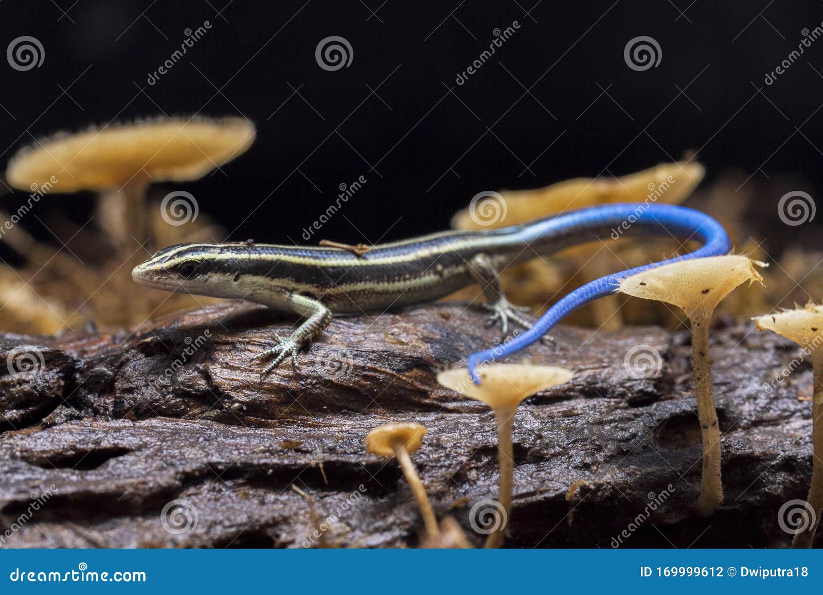 bluetail skinks bluetail skinks