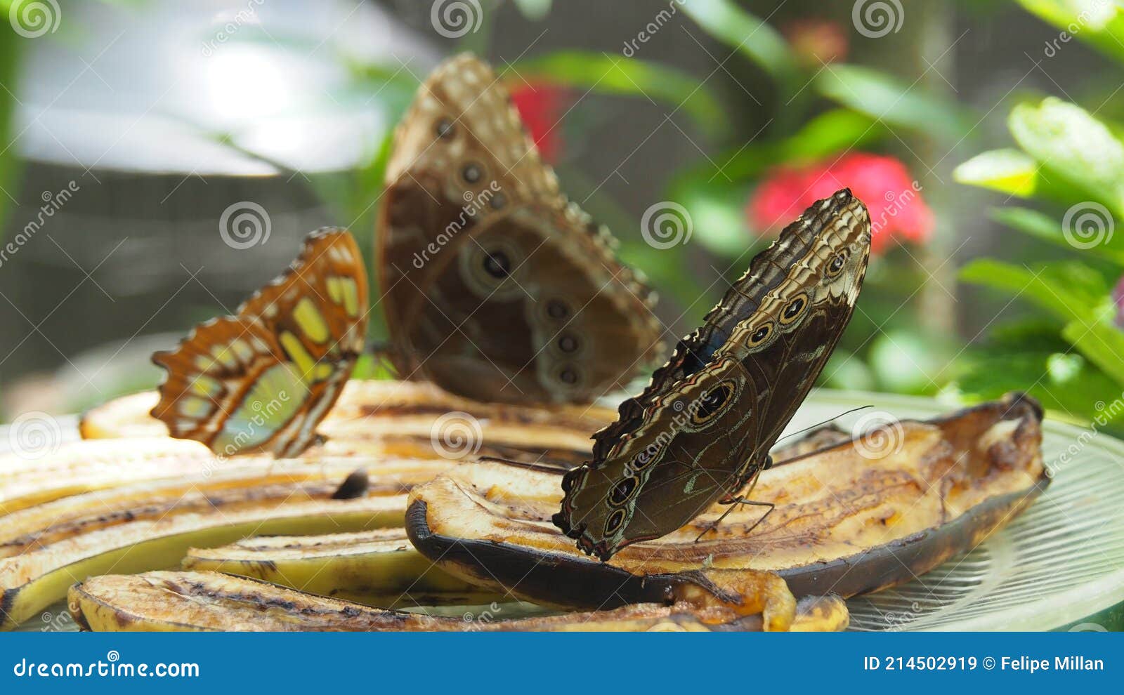Emperor and Malachite Butterflies Feeding on Bananas Stock Image