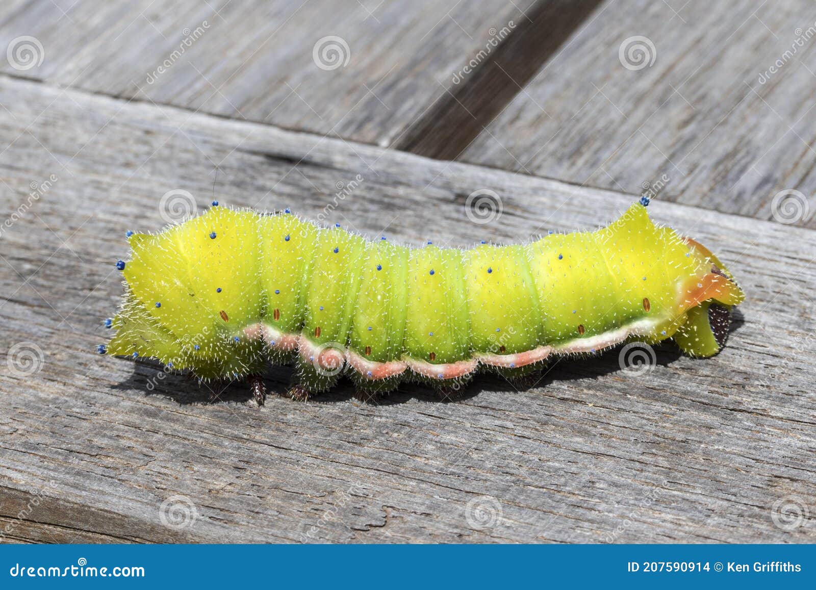 Emperor Moth caterpillar stock photo. Image of larvae 207590914
