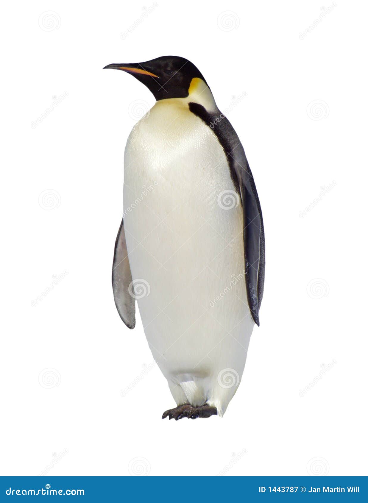 emperor penguin