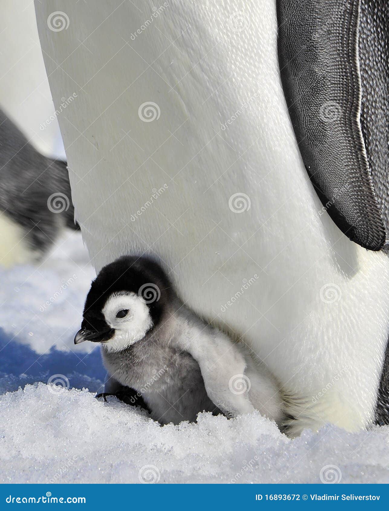 Emperor Penguin The Tallest And Heaviest Of All Living Penguin