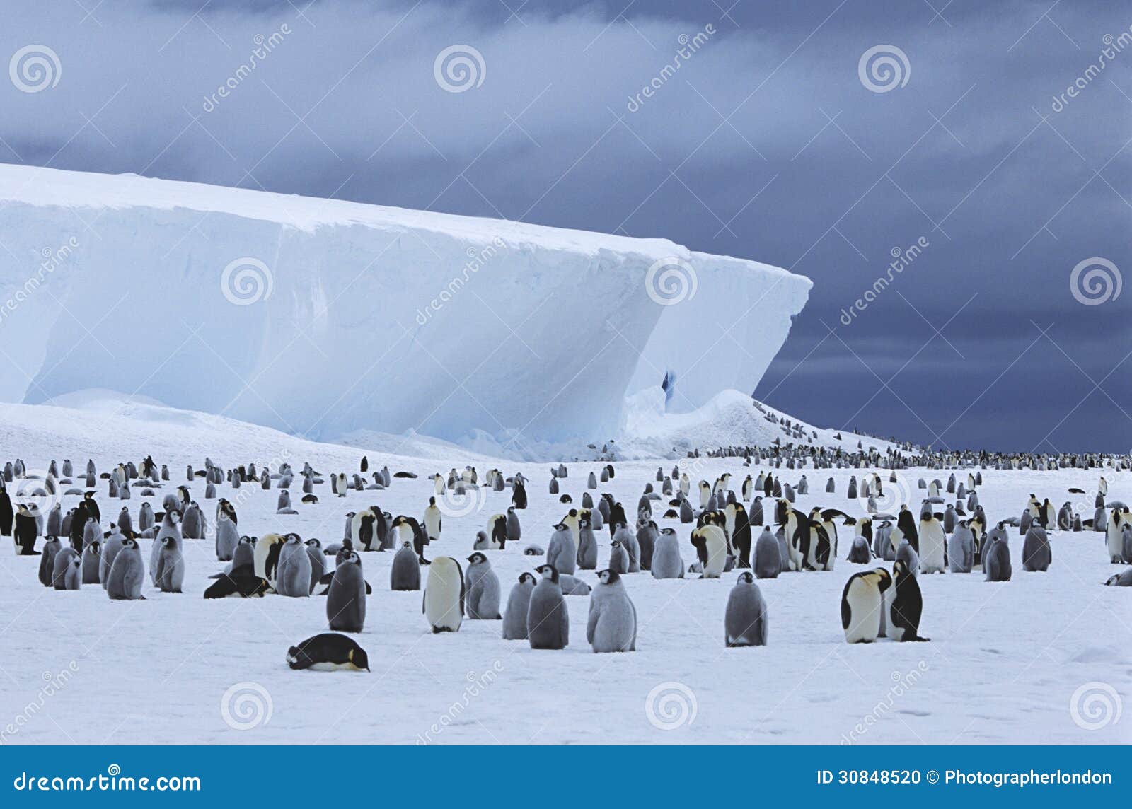 emperor penguin (aptenodytes forsteri) colony and iceberg