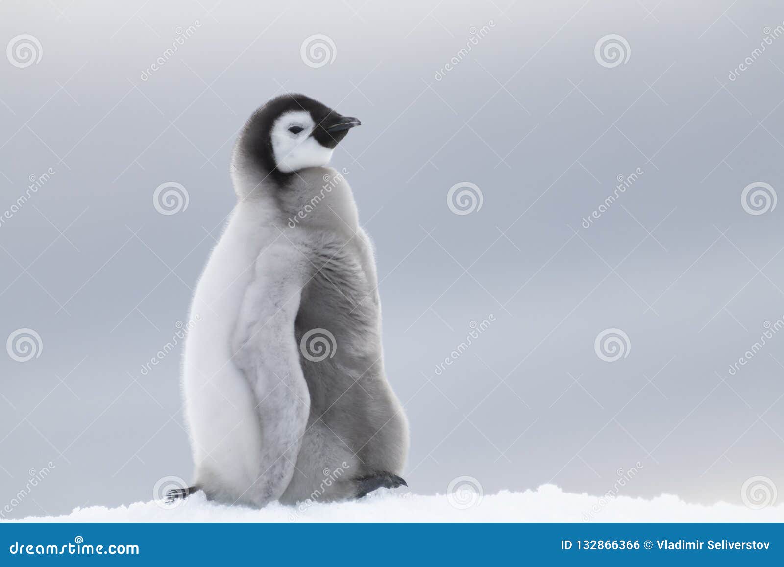 emperor penguin chick on ice