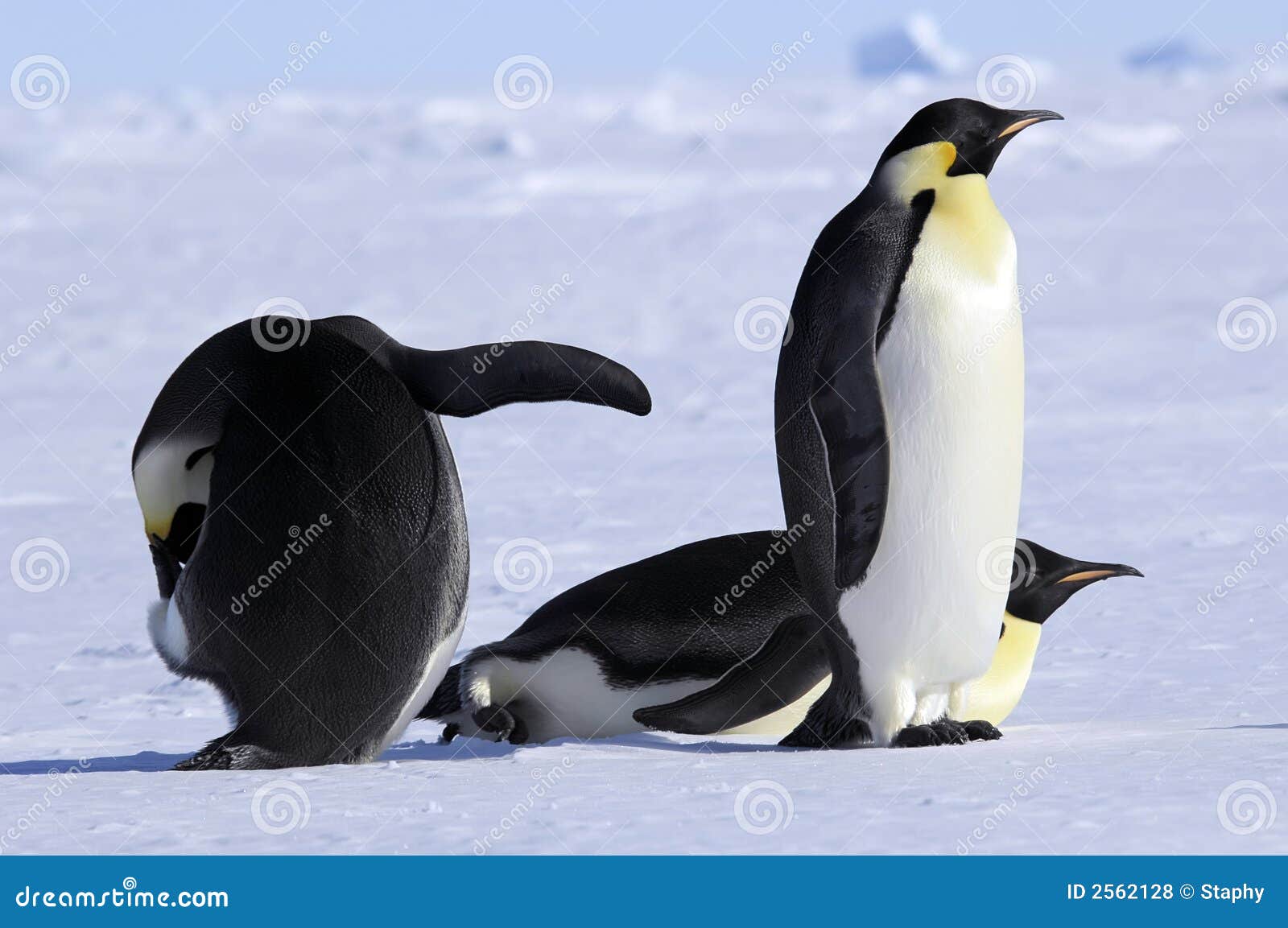 Emperor penguin group stock photo. Image of explorer, iceberg - 2562128