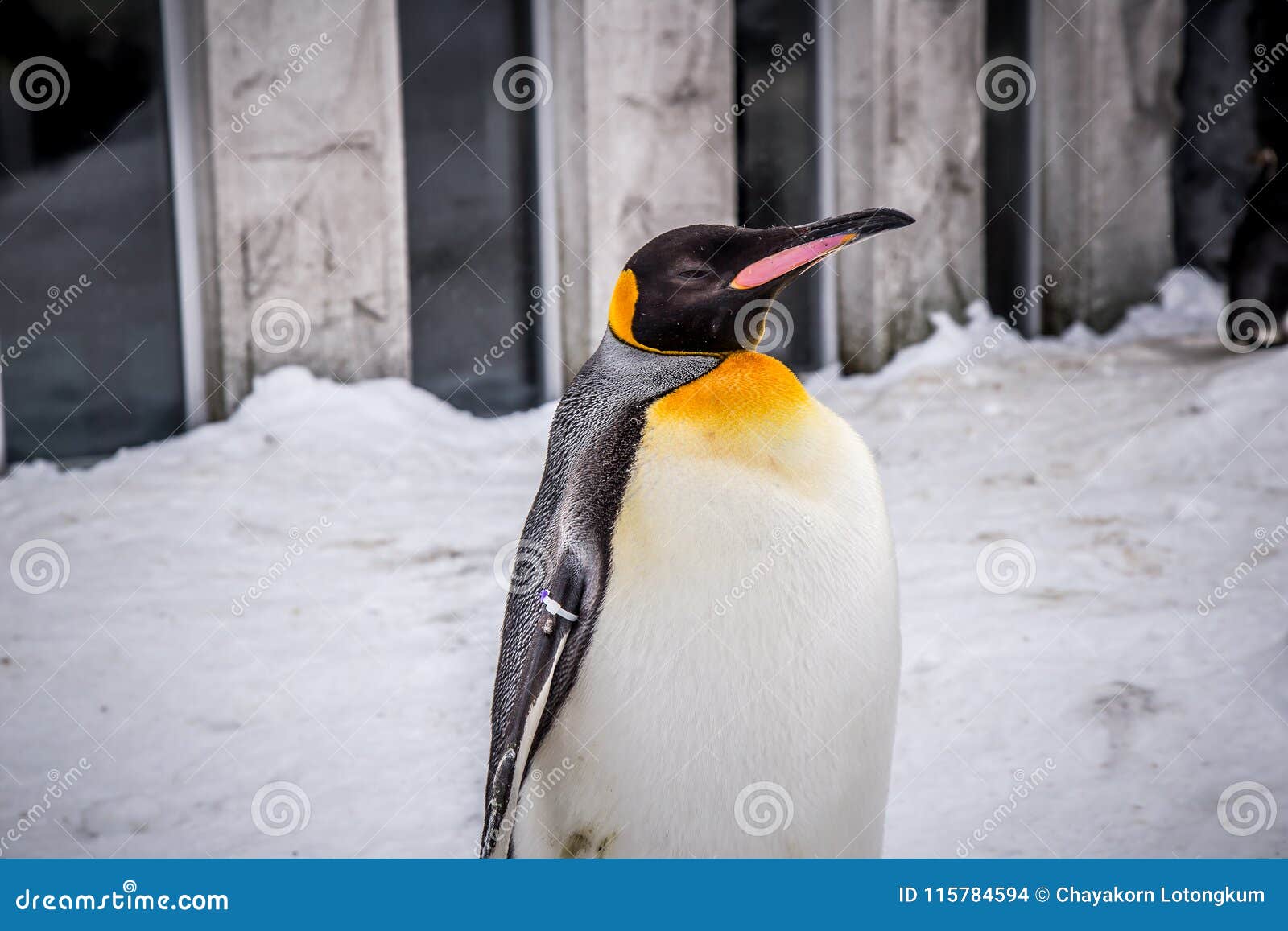 Emperor Penguin King Of Penguins Species Stock Photo - Image of