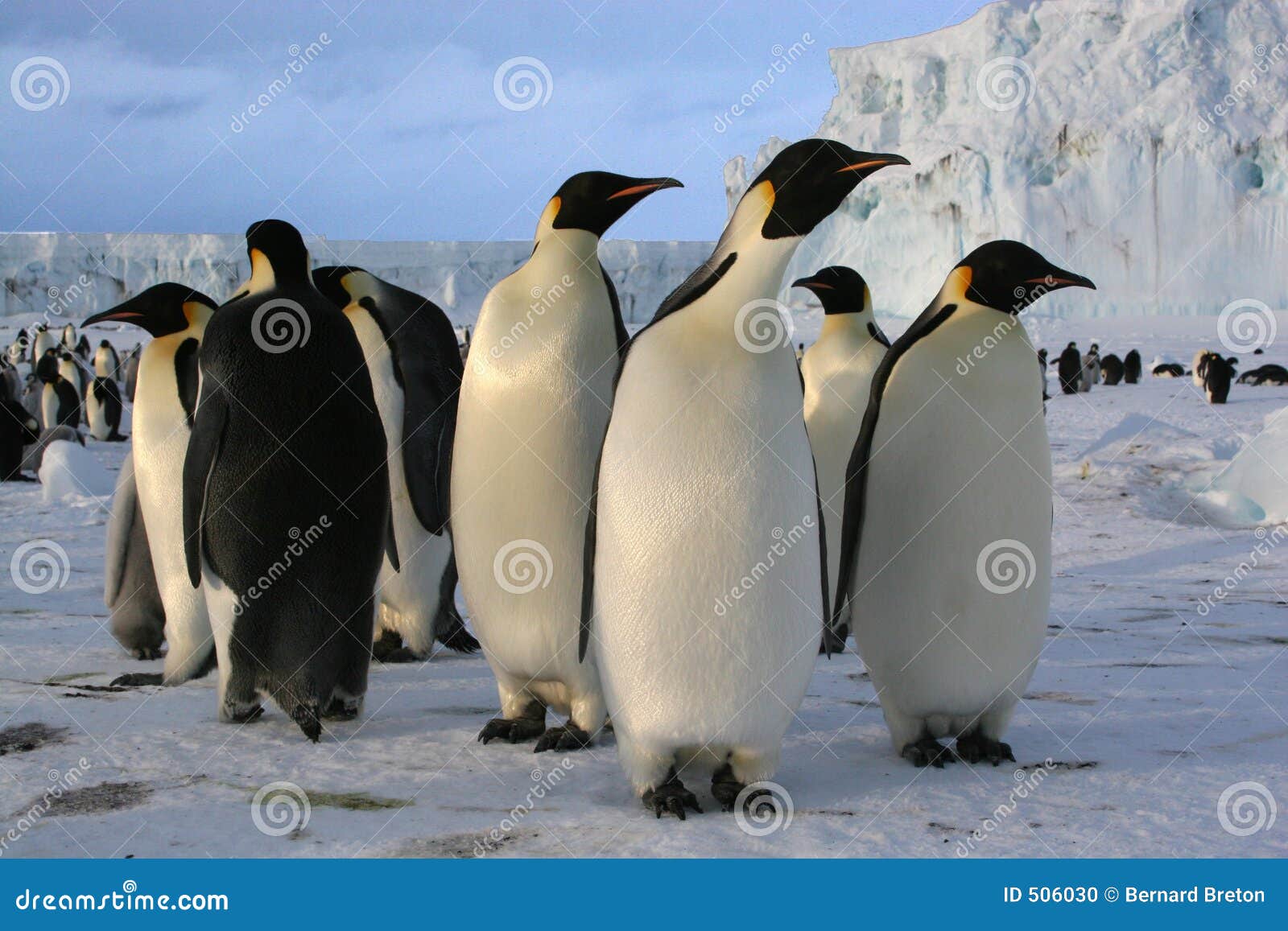 emperor penguins