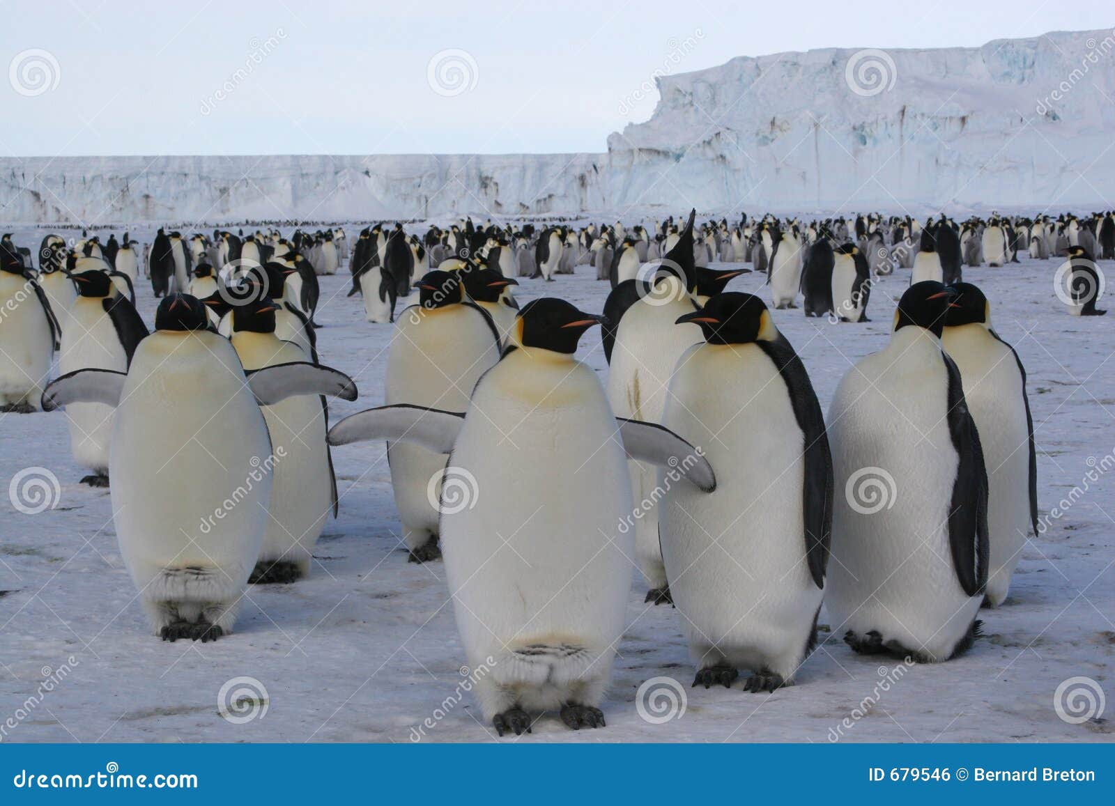 emperor penguins