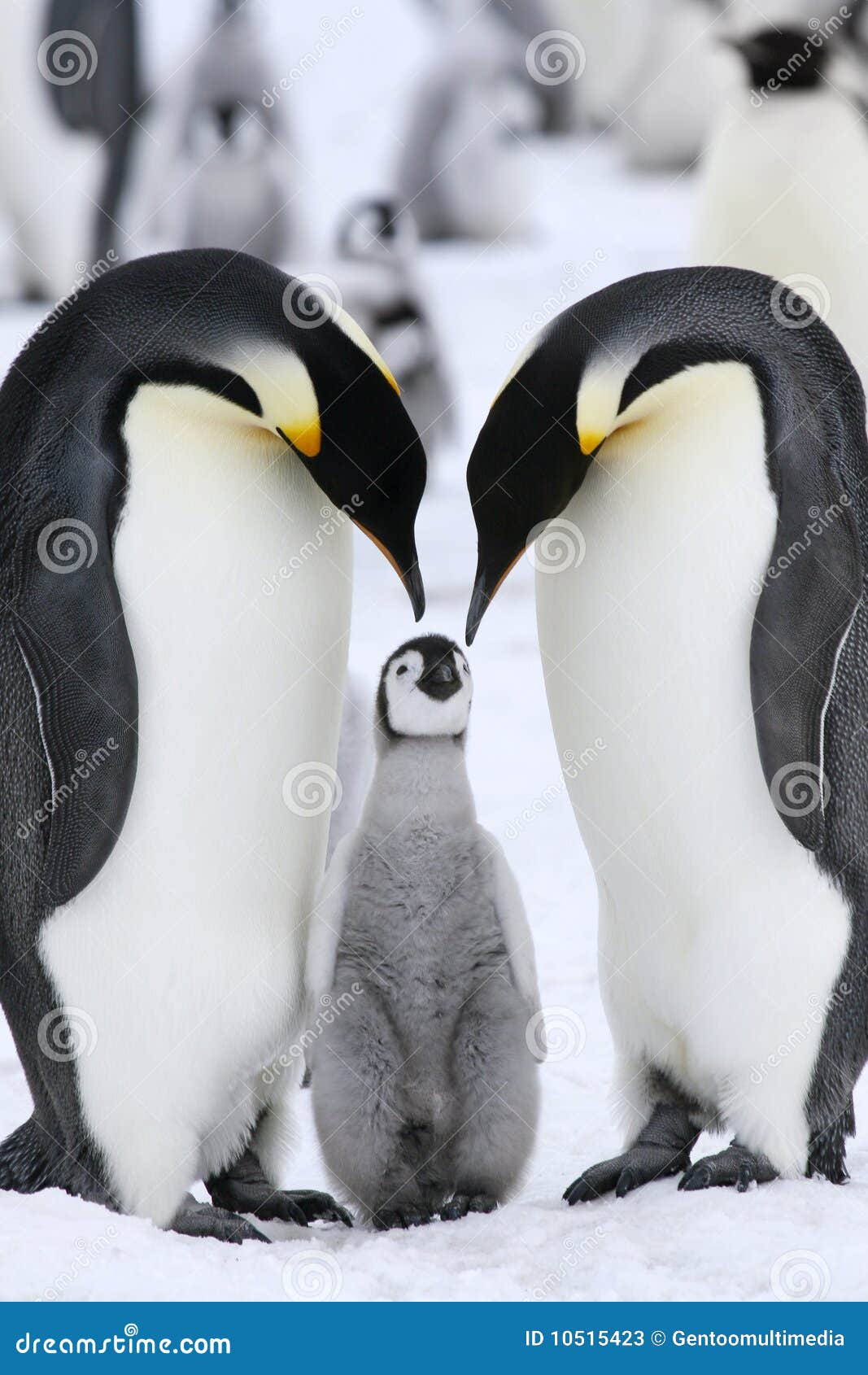 emperor penguins (aptenodytes forsteri)